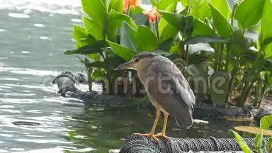 美丽的鸟坐在湖岸上。 慢动作关闭